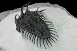 Spiny Comura Trilobite - Oufaten, Morocco #160896-3